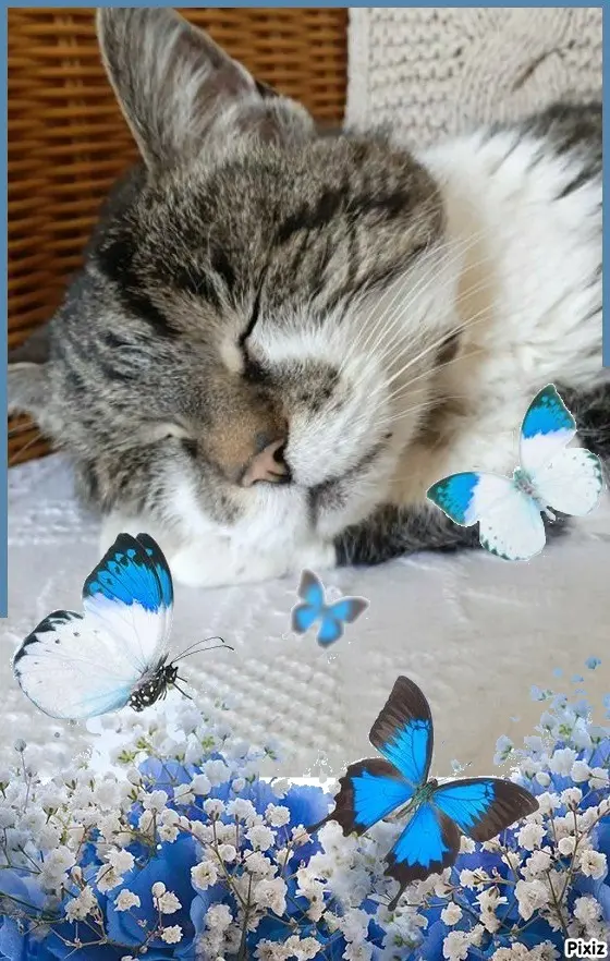 Condolence image of Tanja mit Timmy im Herzen