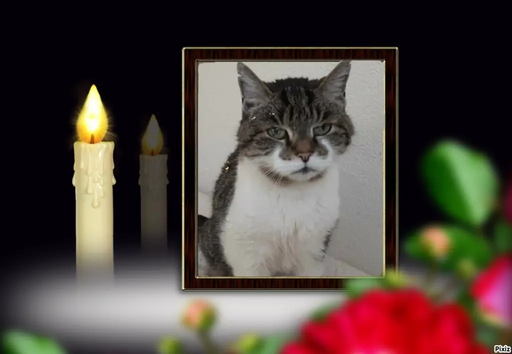 Condolence image of Tanja mit Timmy im Herzen
