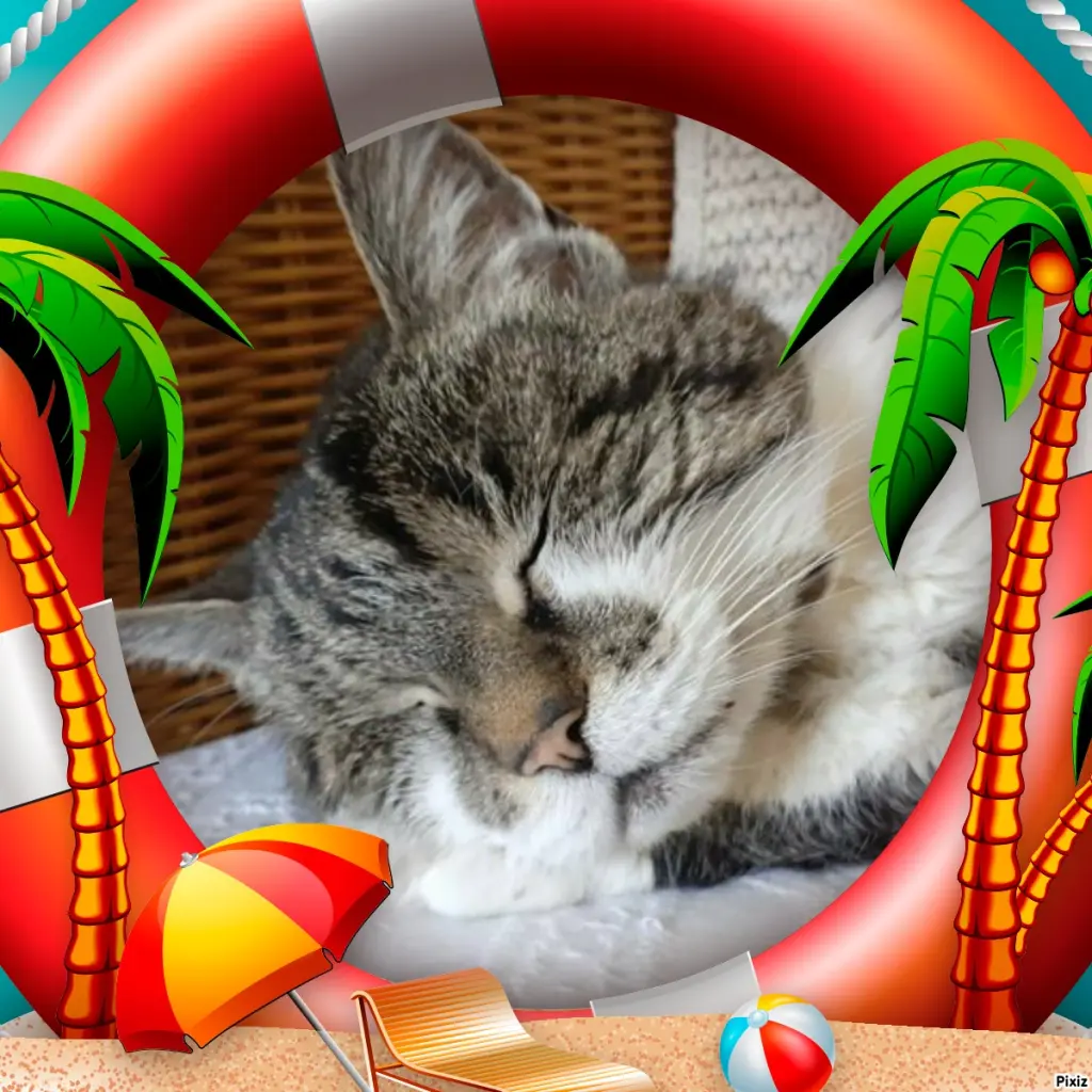 Condolence image of Tanja mit Timmy im Herzen