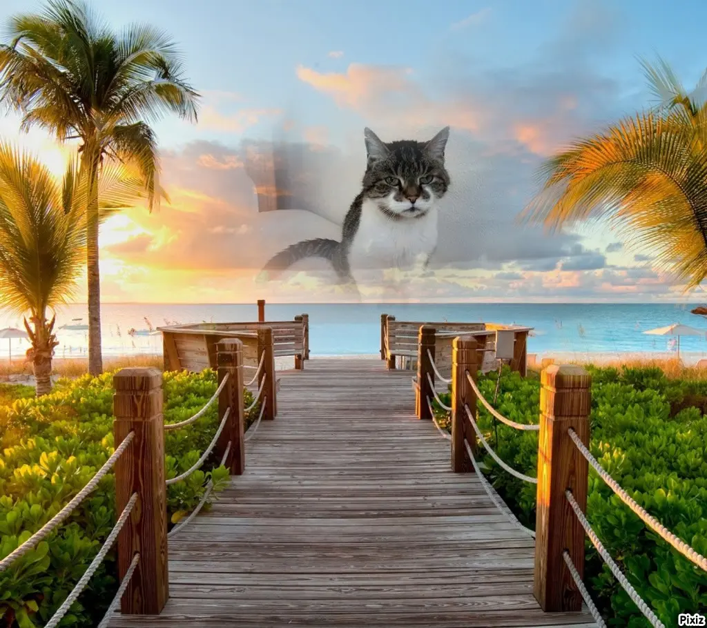 Condolence image of Tanja mit Timmy im Herzen