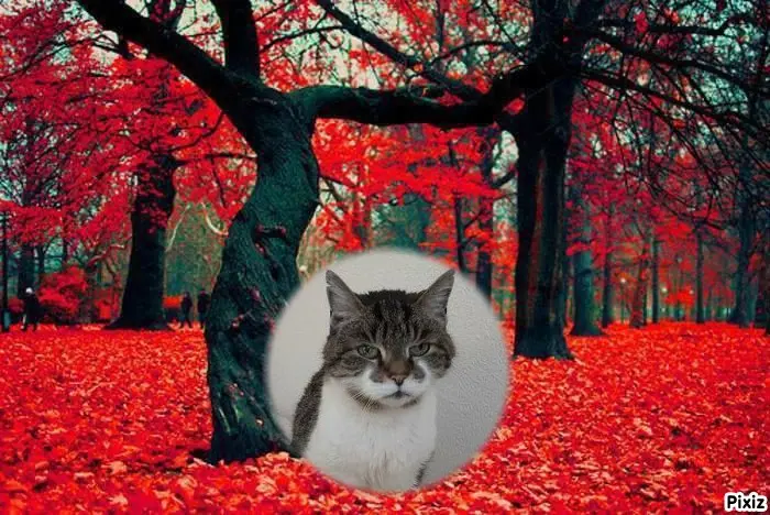 Condolence image of Tanja mit Timmy im Herzen