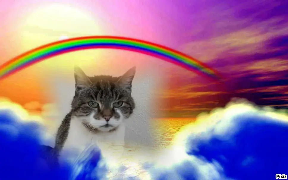 Condolence image of Tanja mit Timmy im Herzen
