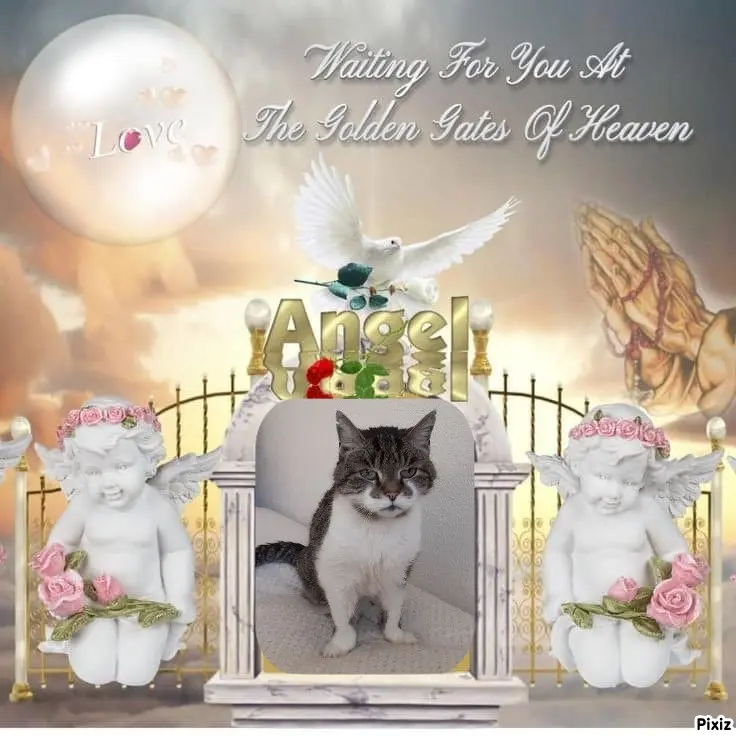 Condolence image of Sternchenpost ⭐