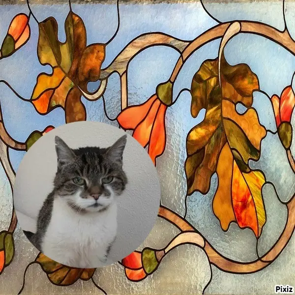 Condolence image of Tanja mit Timmy im Herzen