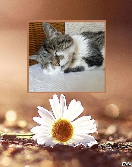 Condolence image of Tanja mit Timmy im Herzen