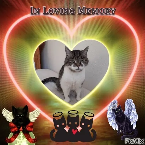 Condolence image of 2.Sternchen❤️Gedenktag❤️❤️