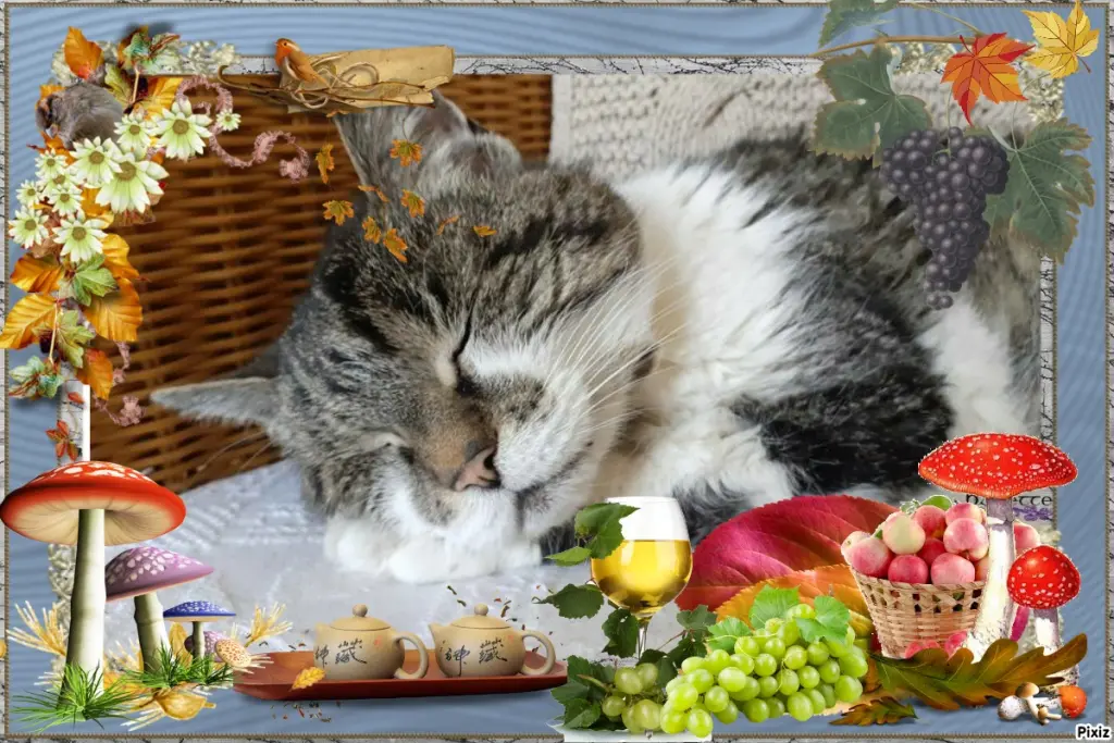 Condolence image of Tanja mit Timmy im Herzen