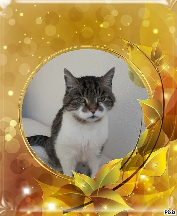 Condolence image of Tanja mit Timmy im Herzen