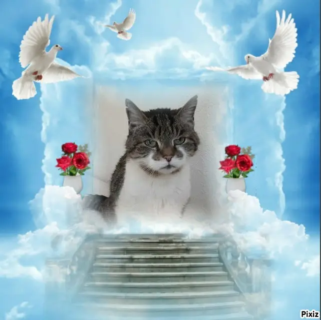Condolence image of Tanja mit Timmy im Herzen