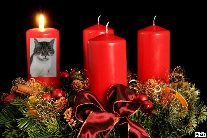 Condolence image of Tanja mit Timmy im Herzen