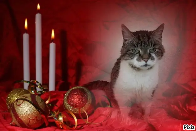Condolence image of Tanja mit Timmy im Herzen