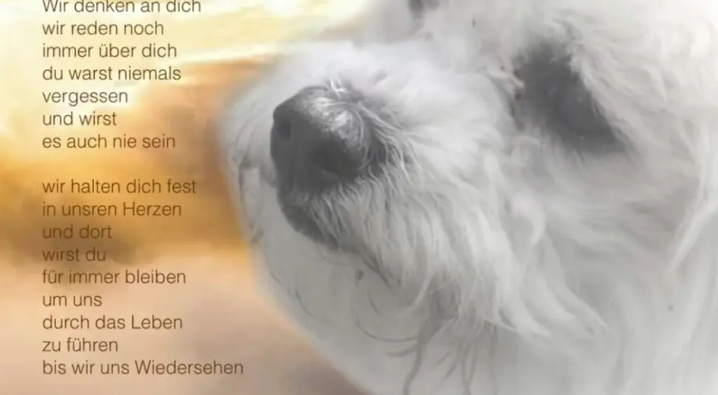Condolence image of Gaby mit Snowy ❤️