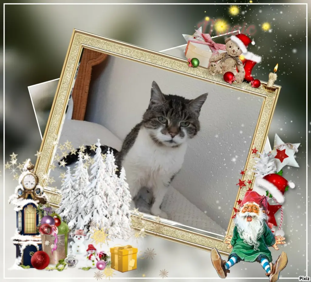 Condolence image of Tanja mit Timmy im Herzen