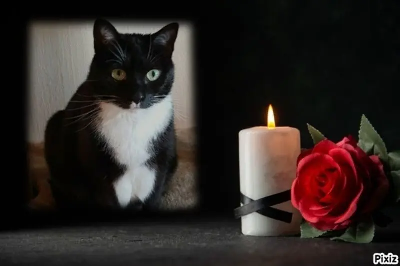 Condolence image of Silke mit Seelenhund Cassy und Katzendame Joyce tief im Herzen ❤