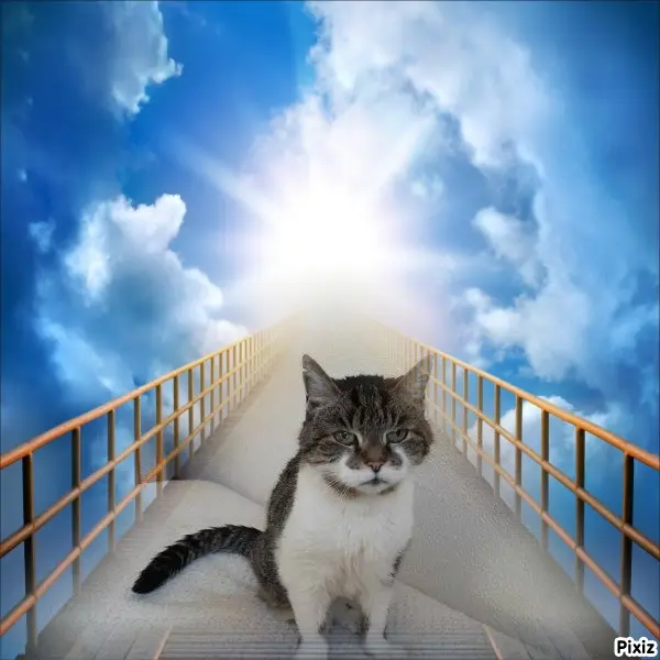 Condolence image of Tanja mit Timmy im Herzen