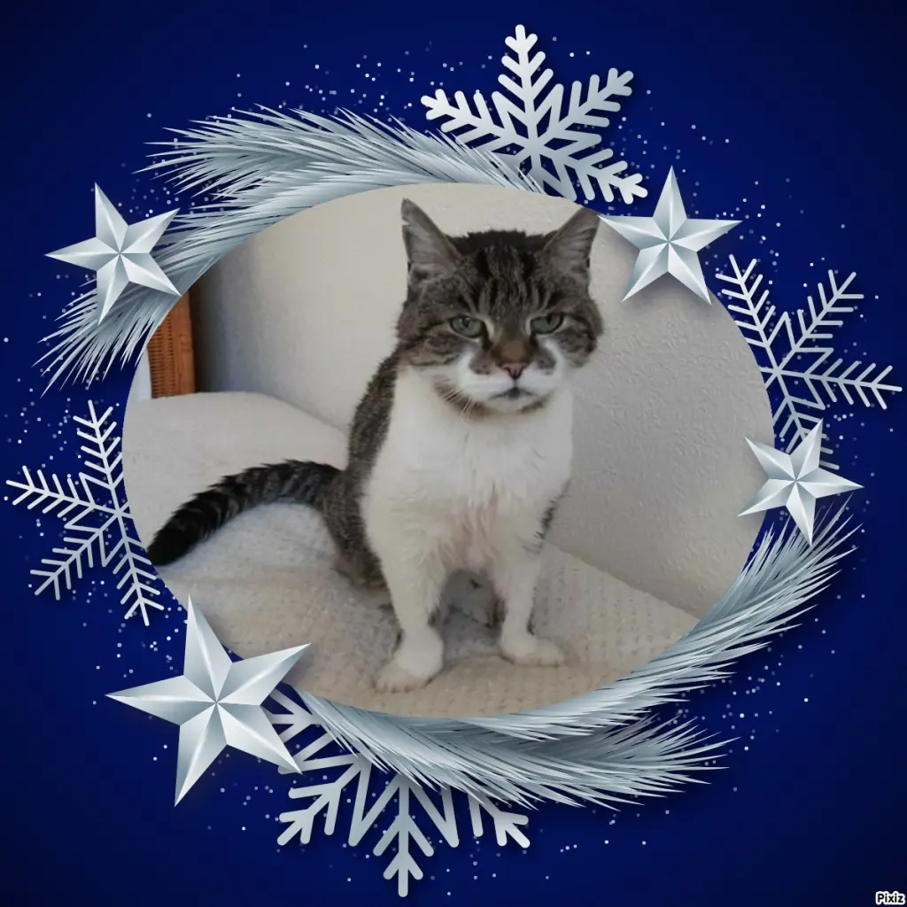 Condolence image of Tanja mit Timmy im Herzen