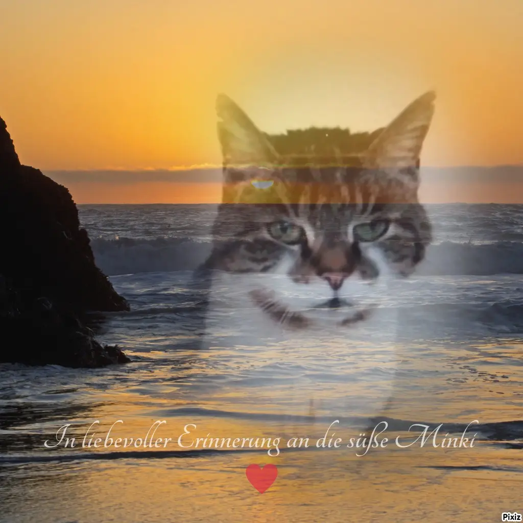Condolence image of Für Dich kleines Sternchen Minki ♥️