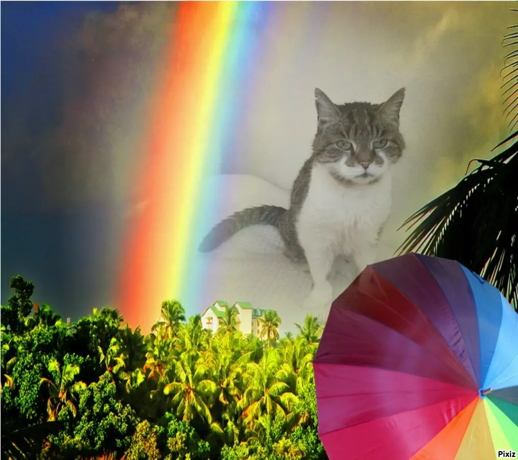 Condolence image of Tanja mit Timmy im Herzen