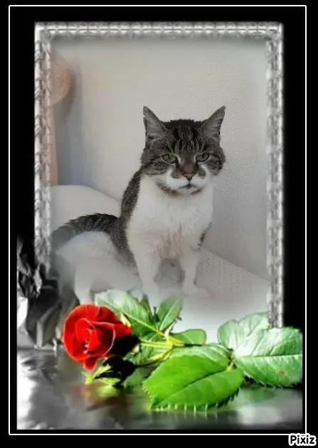 Condolence image of Tanja mit Timmy im Herzen