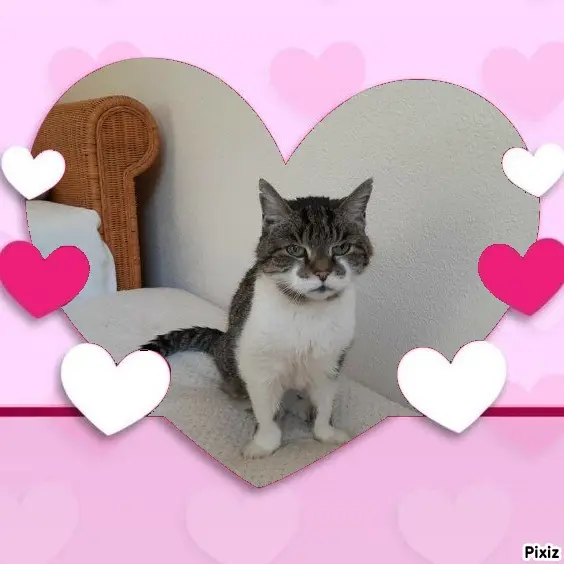 Condolence image of Tanja mit Timmy im Herzen