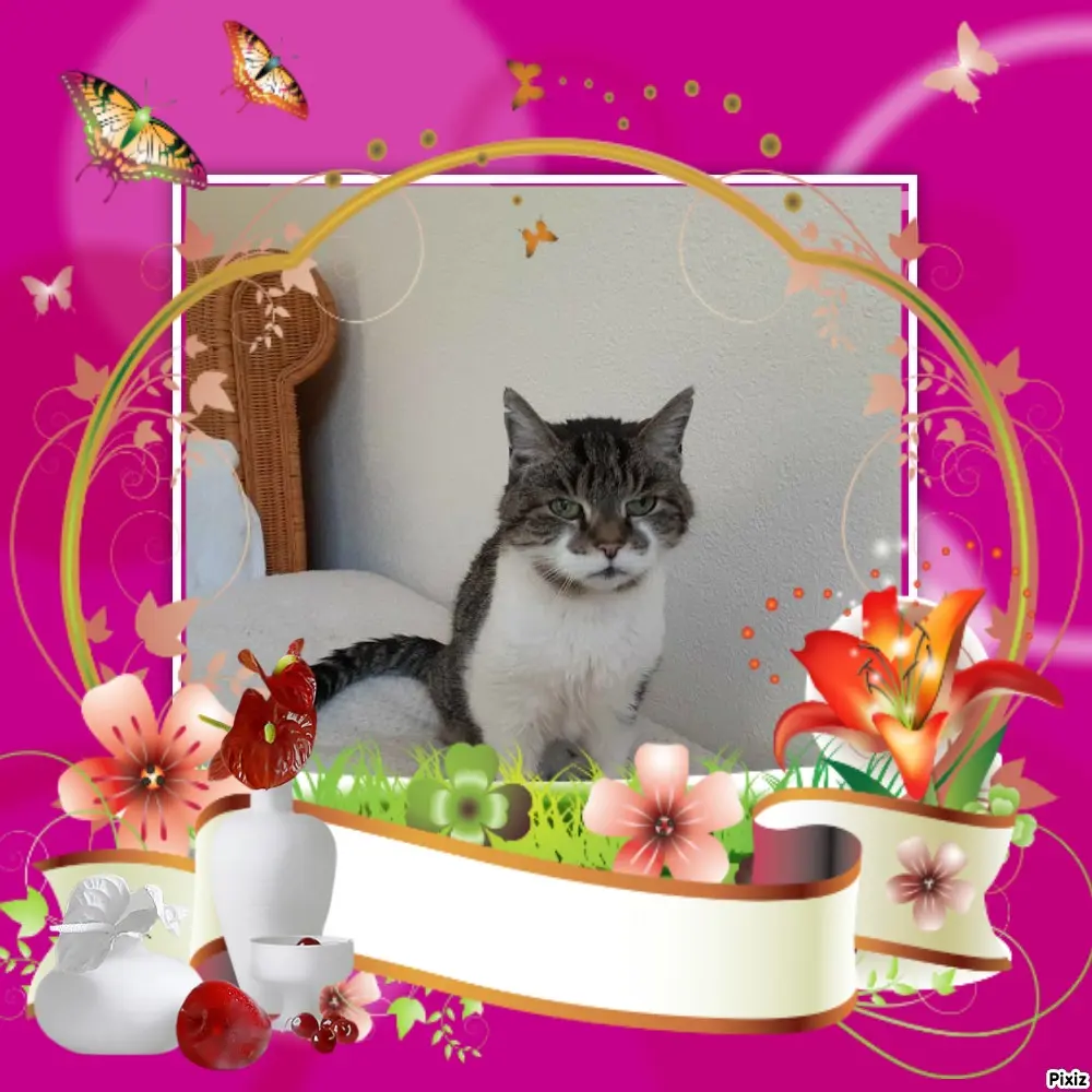 Condolence image of Tanja mit Timmy im Herzen
