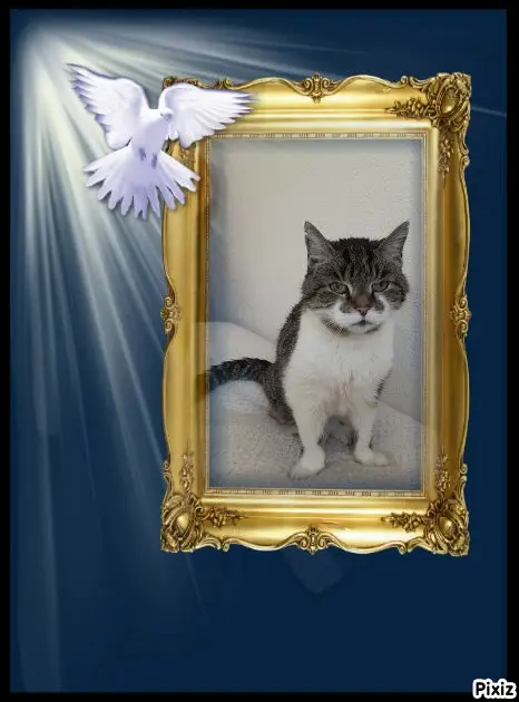 Condolence image of Tanja mit Timmy im Herzen