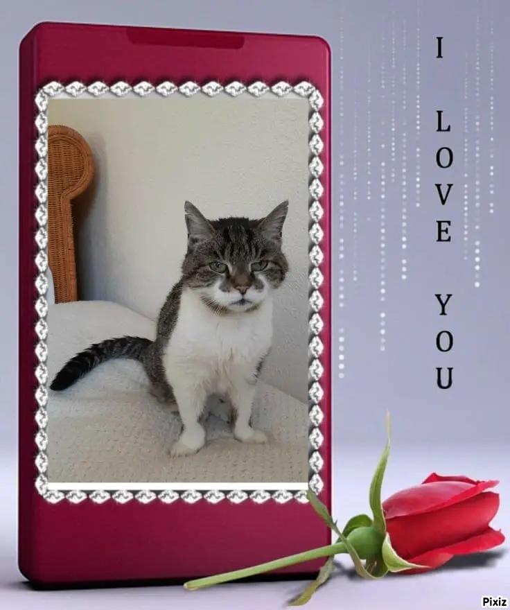 Condolence image of Tanja mit Timmy im Herzen