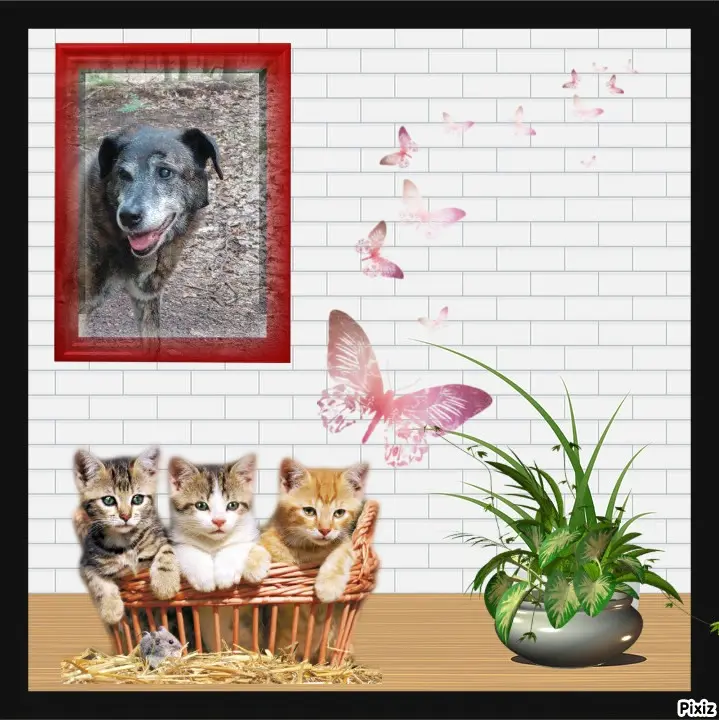 Condolence image of Gabi mit Max ❣️