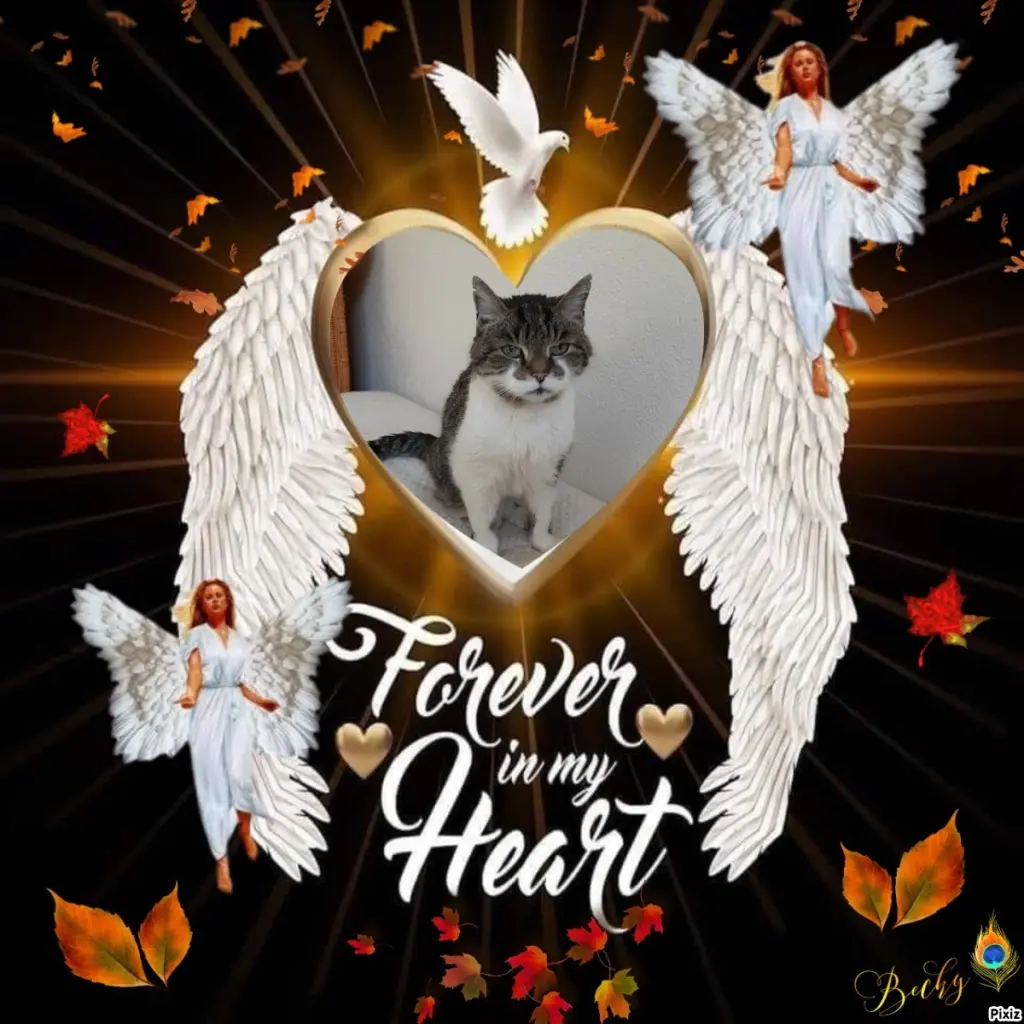 Condolence image of Tanja mit Timmy im Herzen