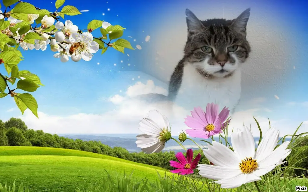 Condolence image of Tanja mit Timmy im Herzen