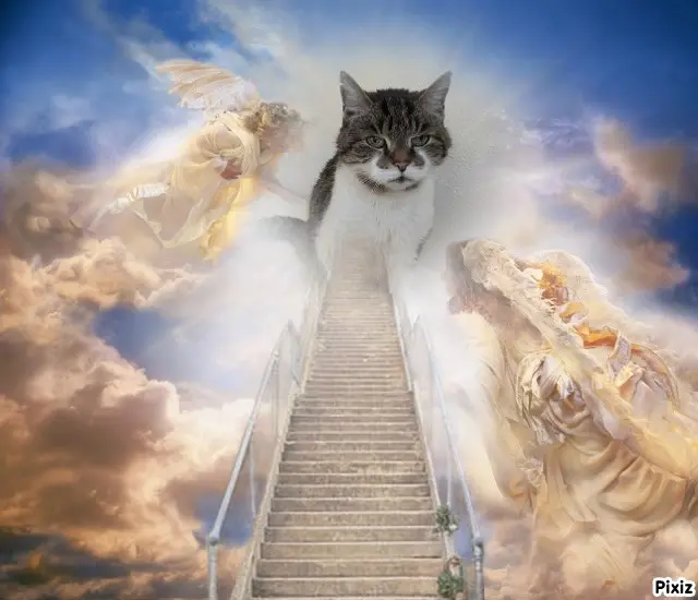 Condolence image of Tanja mit Timmy im Herzen