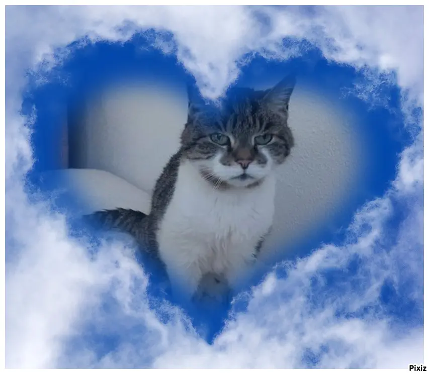 Condolence image of Tanja mit Timmy im Herzen