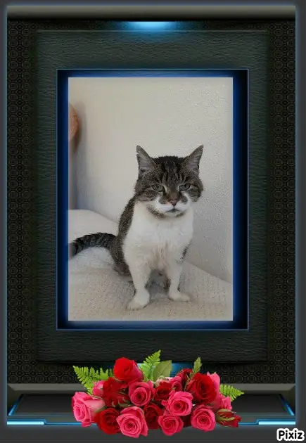 Condolence image of Tanja mit Timmy im Herzen