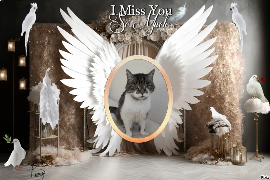 Condolence image of Tanja mit Timmy im Herzen