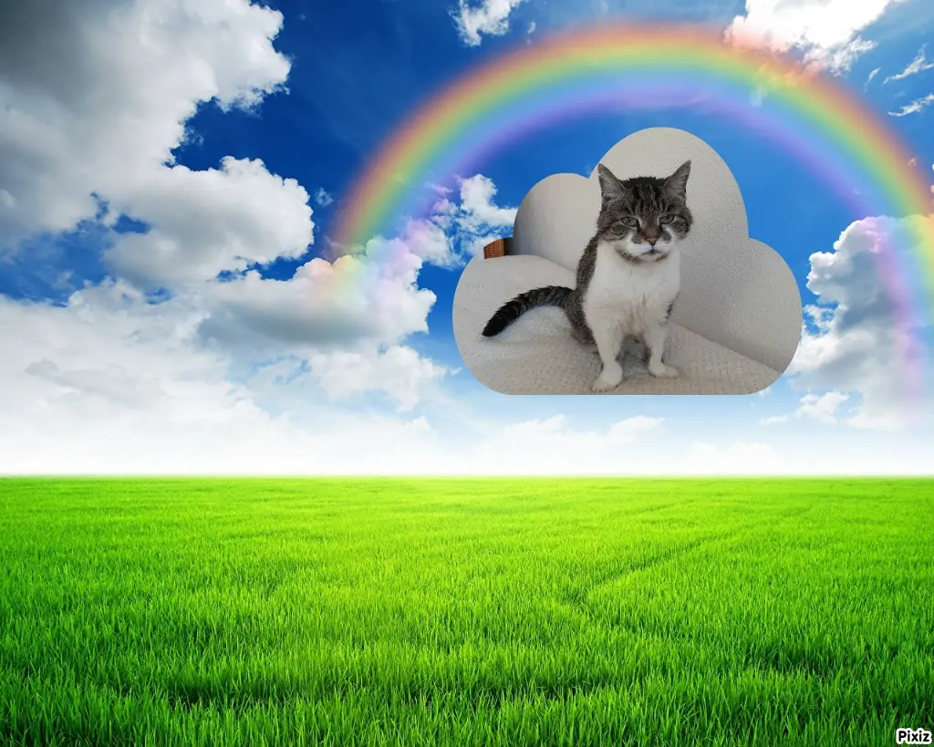 Condolence image of Tanja mit Timmy im Herzen