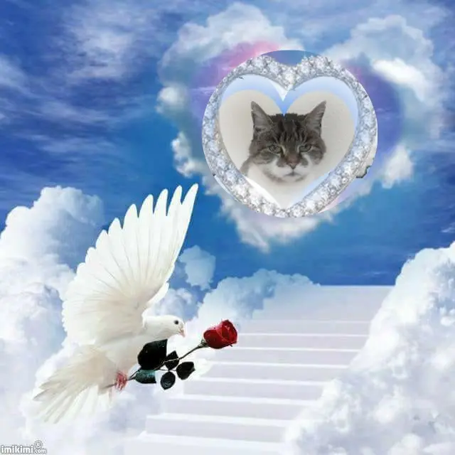 Condolence image of 3. Sternchen❤️❤️❤️Gedenktag❤️❤️❤️