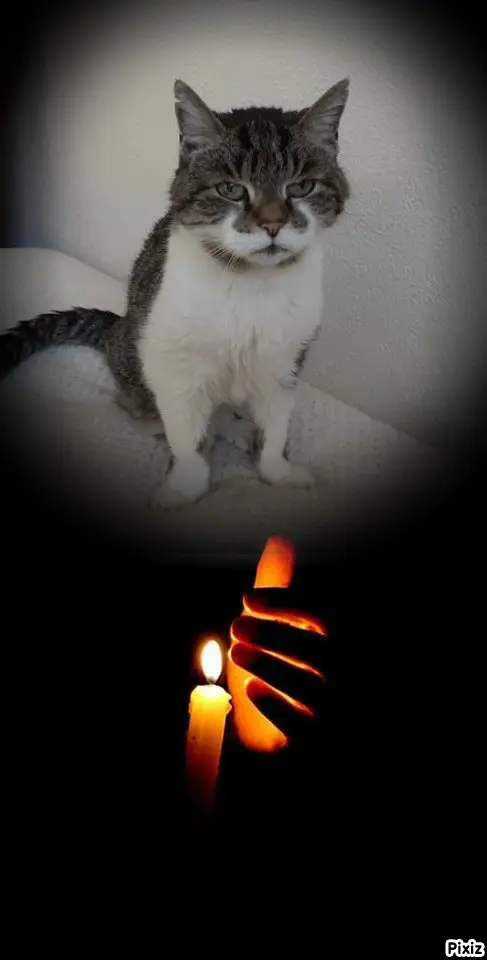 Condolence image of Tanja mit Timmy im Herzen