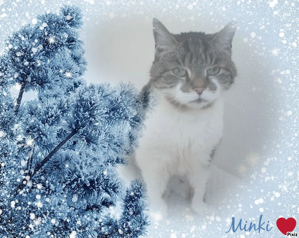 Condolence image of Tanja mit Timmy im Herzen