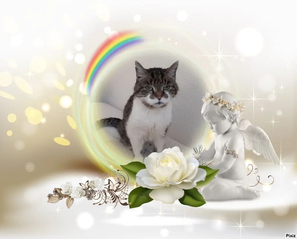 Condolence image of Sternchenpost ⭐