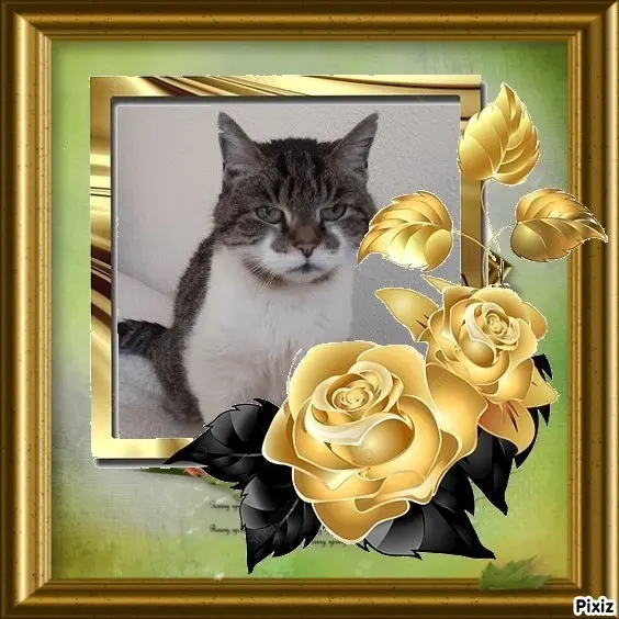 Condolence image of Sternchenpost ⭐
