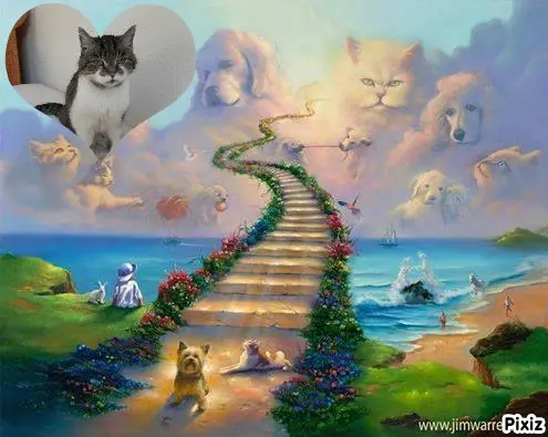 Condolence image of Tanja mit Timmy im Herzen 