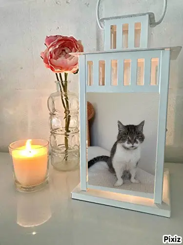 Condolence image of Tanja mit Timmy im Herzen 