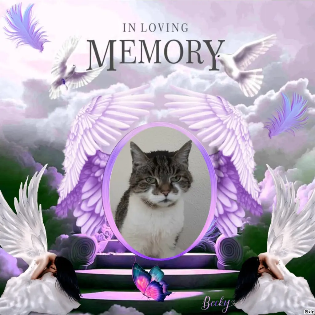 Condolence image of Tanja mit Timmy im Herzen 