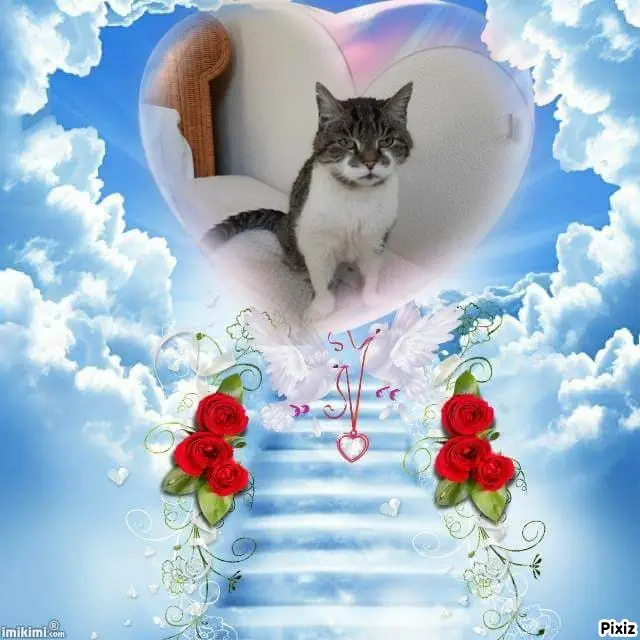 Condolence image of Tanja mit Timmy im Herzen 