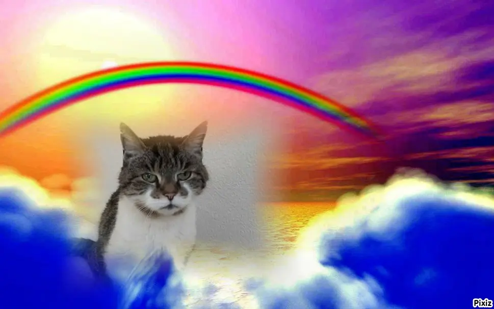 Condolence image of Tanja mit Timmy im Herzen 
