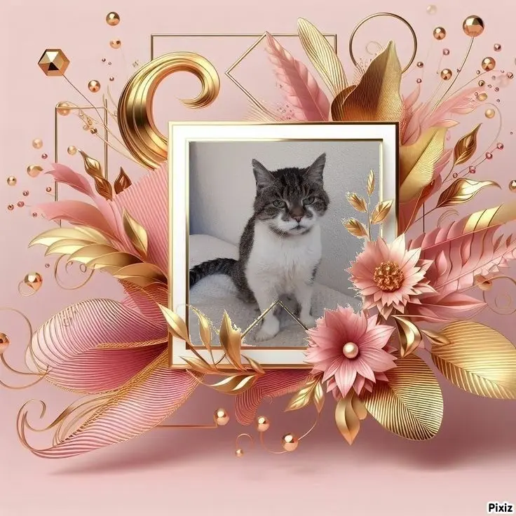 Condolence image of Sternchenpost ⭐