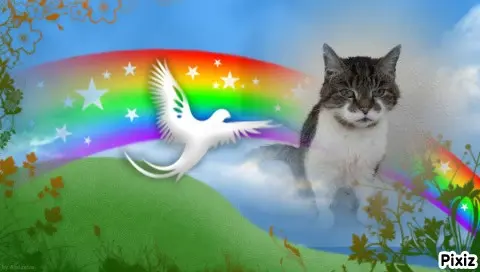 Condolence image of Tanja mit Timmy im Herzen 