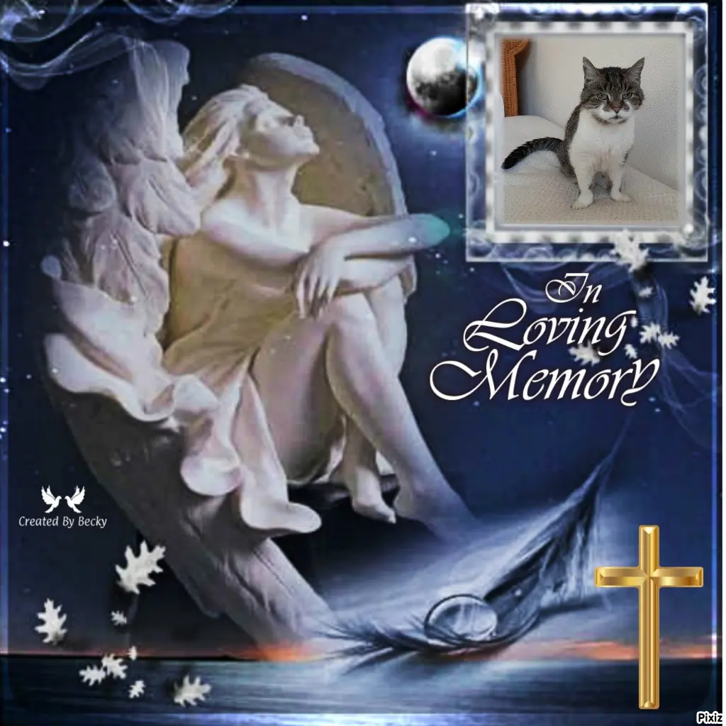 Condolence image of Tanja mit Timmy im Herzen 