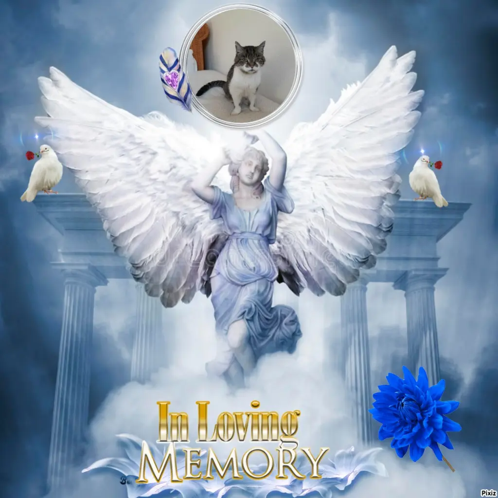 Condolence image of Tanja mit Timmy im Herzen 