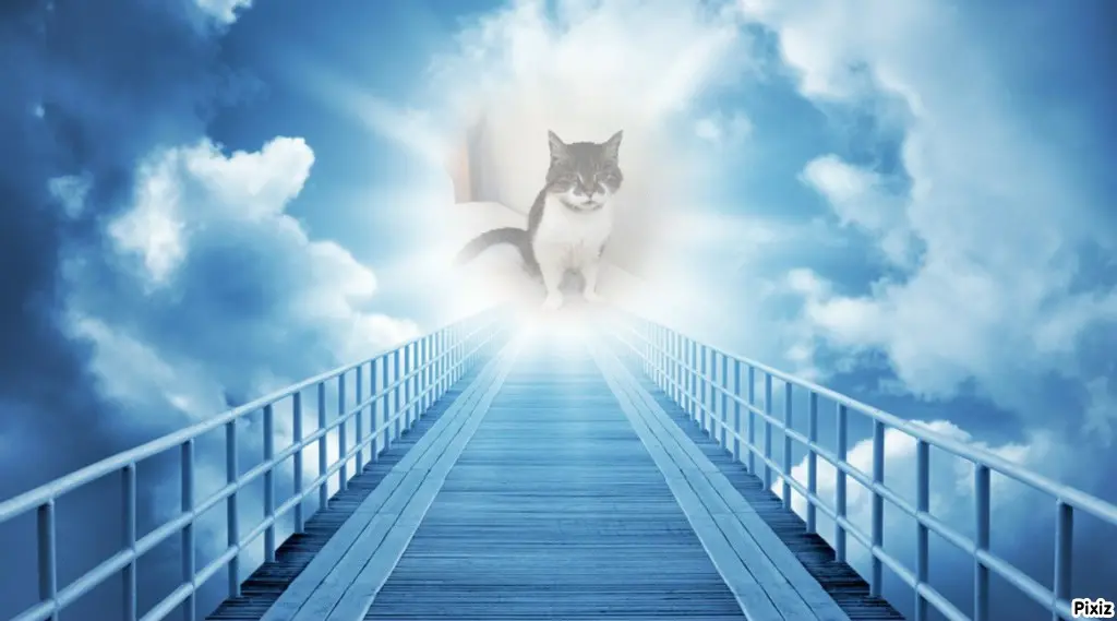 Condolence image of Tanja mit Timmy im Herzen 